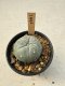 Lophophora Williamsii  5-6 cm 12 years old seed ownroot flower seedling ロフォフォラ　烏羽玉　仔吹き サボテン
