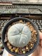 Lophophora Williamsii  5-6 cm 12 years old seed ownroot flower seedling ロフォフォラ　烏羽玉　仔吹き サボテン
