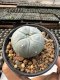 Lophophora Williamsii  5-6 cm 12 years old seed ownroot flower seedling ロフォフォラ　烏羽玉　仔吹き サボテン