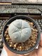 Lophophora Williamsii  5-6 cm 12 years old seed ownroot flower seedling ロフォフォラ　烏羽玉　仔吹き サボテン