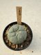 Lophophora Williamsii  5-6 cm 12 years old seed ownroot flower seedling ロフォフォラ　烏羽玉　仔吹き サボテン