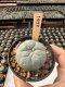 Lophophora Williamsii  5-6 cm 12 years old seed ownroot flower seedling ロフォフォラ　烏羽玉　仔吹き サボテン