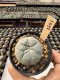 Lophophora Williamsii  5-6 cm 12 years old seed ownroot flower seedling ロフォフォラ　烏羽玉　仔吹き サボテン