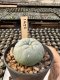 Lophophora Williamsii  5-6 cm 12 years old seed ownroot flower seedling ロフォフォラ　烏羽玉　仔吹き サボテン
