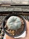 Lophophora Williamsii  5-6 cm 12 years old seed ownroot flower seedling ロフォフォラ　烏羽玉　仔吹き サボテン