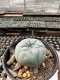 Lophophora Williamsii  5-6 cm 12 years old seed ownroot flower seedling ロフォフォラ　烏羽玉　仔吹き サボテン