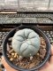 Lophophora Williamsii  5-6 cm 12 years old seed ownroot flower seedling ロフォフォラ　烏羽玉　仔吹き サボテン