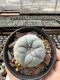 Lophophora Williamsii  5-6 cm 12 years old seed ownroot flower seedling ロフォフォラ　烏羽玉　仔吹き サボテン
