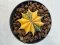 Gymnocalycium mihanovichii variegated Rare Variegated – Own Root – Seed Grown