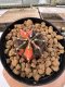 Gymnocalycium mihanovichii variegated Rare Variegated – Own Root – Seed Grown