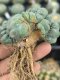 Lophophora Williamsii Cristata  8-9 cm 25 years old seed ownroot flower seedling ロフォフォラ　烏羽玉　仔吹き サボテン