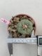 Lophophora Williamsii 6-7 cm 9 years old seed ownroot flower seedling ロフォフォラ　烏羽玉　仔吹き　サボテン