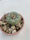 Lophophora Williamsii 6-7 cm 9 years old seed ownroot flower seedling ロフォフォラ　烏羽玉　仔吹き　サボテン