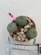 Lophophora Williamsii 6-7 cm 9 years old seed ownroot flower seedling ロフォフォラ　烏羽玉　仔吹き　サボテン