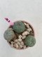 Lophophora Williamsii 6-7 cm 9 years old seed ownroot flower seedling ロフォフォラ　烏羽玉　仔吹き　サボテン
