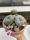 Lophophora Williamsii 6-7 cm 9 years old seed ownroot flower seedling ロフォフォラ　烏羽玉　仔吹き　サボテン