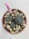 Lophophora Williamsii 6-7 cm 9 years old seed ownroot flower seedling ロフォフォラ　烏羽玉　仔吹き　サボテン