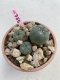 Lophophora Williamsii 6-7 cm 9 years old seed ownroot flower seedling ロフォフォラ　烏羽玉　仔吹き　サボテン