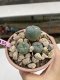 Lophophora Williamsii 6-7 cm 9 years old seed ownroot flower seedling ロフォフォラ　烏羽玉　仔吹き　サボテン