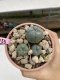 Lophophora Williamsii 6-7 cm 9 years old seed ownroot flower seedling ロフォフォラ　烏羽玉　仔吹き　サボテン