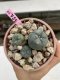 Lophophora Williamsii 6-7 cm 9 years old seed ownroot flower seedling ロフォフォラ　烏羽玉　仔吹き　サボテン