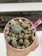 Lophophora Williamsii 6-7 cm 9 years old seed ownroot flower seedling ロフォフォラ　烏羽玉　仔吹き　サボテン
