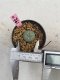 Lophophora Williamsii 6-7 cm 9 years old seed ownroot flower seedling ロフォフォラ　烏羽玉　仔吹き　サボテン