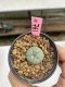 Lophophora Williamsii 6-7 cm 9 years old seed ownroot flower seedling ロフォフォラ　烏羽玉　仔吹き　サボテン