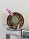 Lophophora Williamsii 6-7 cm 9 years old seed ownroot flower seedling ロフォフォラ　烏羽玉　仔吹き　サボテン