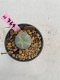 Lophophora Williamsii 6-7 cm 9 years old seed ownroot flower seedling ロフォフォラ　烏羽玉　仔吹き　サボテン