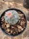 Lophophora Williamsii  5-6 cm 12 years old seed ownroot flower seedling ロフォフォラ 烏羽玉　仔吹き サボテン