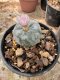 Lophophora Williamsii  5-6 cm 12 years old seed ownroot flower seedling ロフォフォラ 烏羽玉　仔吹き サボテン