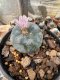 Lophophora Williamsii  5-6 cm 12 years old seed ownroot flower seedling ロフォフォラ 烏羽玉　仔吹き サボテン