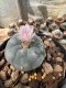 Lophophora Williamsii  5-6 cm 12 years old seed ownroot flower seedling ロフォフォラ 烏羽玉　仔吹き サボテン