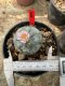 Lophophora Williamsii  5-6 cm 12 years old seed ownroot flower seedling ロフォフォラ 烏羽玉　仔吹き サボテン