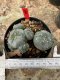 Lophophora Williamsii  5-6 cm 12 years old seed ownroot flower seedling ロフォフォラ 烏羽玉　仔吹き サボテン