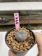 Lophophora Williamsii 6-7 cm 9 years old seed ownroot flower seedling ロフォフォラ　烏羽玉　仔吹き　サボテン