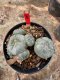 Lophophora Williamsii  5-6 cm 12 years old seed ownroot flower seedling ロフォフォラ 烏羽玉　仔吹き サボテン