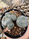 Lophophora Williamsii  5-6 cm 12 years old seed ownroot flower seedling ロフォフォラ 烏羽玉　仔吹き サボテン