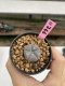 Lophophora Williamsii 6-7 cm 9 years old seed ownroot flower seedling ロフォフォラ　烏羽玉　仔吹き　サボテン