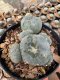 Lophophora Williamsii  5-6 cm 12 years old seed ownroot flower seedling ロフォフォラ 烏羽玉　仔吹き サボテン