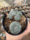 Lophophora Williamsii  5-6 cm 12 years old seed ownroot flower seedling ロフォフォラ 烏羽玉　仔吹き サボテン