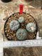 Lophophora Fricii 5-6 cm 12 years old seed ownroot flower seedling ロフォフォラ 烏羽玉　仔吹き サボテン