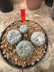 Lophophora Fricii 5-6 cm 12 years old seed ownroot flower seedling ロフォフォラ 烏羽玉　仔吹き サボテン