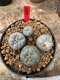 Lophophora Fricii 5-6 cm 12 years old seed ownroot flower seedling ロフォフォラ 烏羽玉　仔吹き サボテン