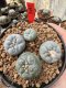 Lophophora Fricii 5-6 cm 12 years old seed ownroot flower seedling ロフォフォラ 烏羽玉　仔吹き サボテン