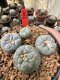 Lophophora Fricii 5-6 cm 12 years old seed ownroot flower seedling ロフォフォラ 烏羽玉　仔吹き サボテン