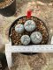 Lophophora Fricii  5-6 cm 12 years old seed ownroot flower seedling ロフォフォラ 烏羽玉　仔吹き サボテン
