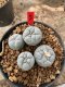 Lophophora Fricii  5-6 cm 12 years old seed ownroot flower seedling ロフォフォラ 烏羽玉　仔吹き サボテン