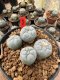Lophophora Fricii  5-6 cm 12 years old seed ownroot flower seedling ロフォフォラ 烏羽玉　仔吹き サボテン